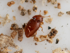 Mycetaea subterranea