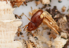 Mycetaea subterranea