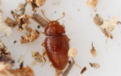 Mycetaea subterranea