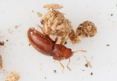 Mycetaea subterranea