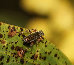 Lemidia subaenea