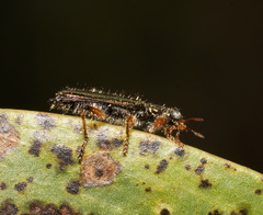 Lemidia subaenea