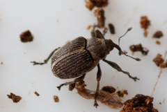 Ceutorhynchus typhae