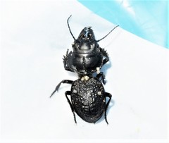Philoscaphus