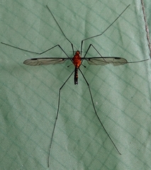 Aurotipula