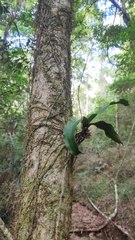 Rhinerrhiza divitiflora