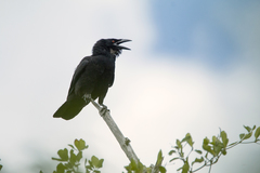 Corvus leucognaphalus