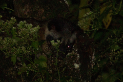 Paradoxurus philippinensis