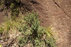 Cliffortia spathulata