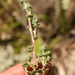 Cliffortia spathulata - Photo (c) Sandra Falanga,  זכויות יוצרים חלקיות (CC BY-NC), הועלה על ידי Sandra Falanga