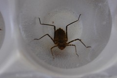 Macromia