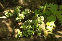 Crassula pellucida brachypetala