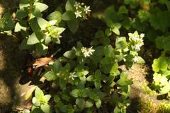 Crassula pellucida brachypetala