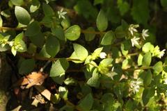 Crassula pellucida brachypetala