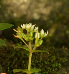 Crassula pellucida brachypetala