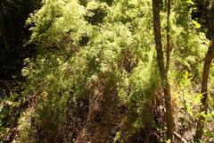 Asparagus ramosissimus