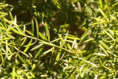 Asparagus ramosissimus