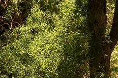 Asparagus ramosissimus