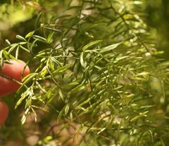 Asparagus ramosissimus