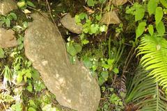 Streptocarpus pusillus