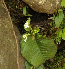 Streptocarpus pusillus