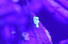 Calycellina leucella
