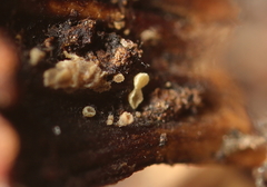 Calycellina leucella