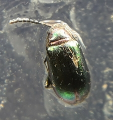 Altica torquata