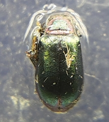 Altica torquata
