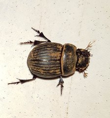 Dichotomius yucatanus