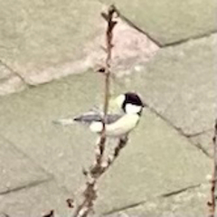 Parus major