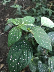 Hypoestes phyllostachya