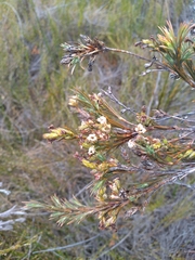 Dracophyllum oliveri