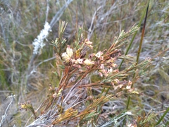 Dracophyllum oliveri