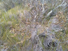 Dracophyllum oliveri