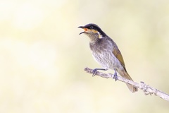 Gavicalis fasciogularis