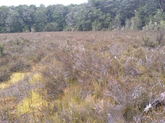 Dracophyllum oliveri