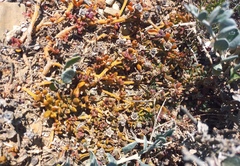 Mesembryanthemum paulum