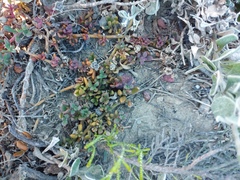 Mesembryanthemum paulum