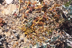 Mesembryanthemum paulum