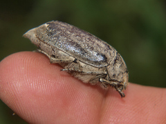 Eulepida