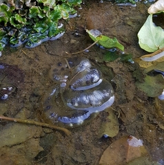 Hynobius unisacculus