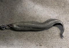 Gymnothorax pseudothyrsoideus