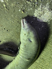 Gymnothorax pseudothyrsoideus