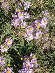 Dieteria bigelovii