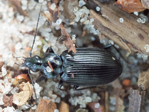 Representative image of Agonum lugens