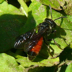 Sphecodes gibbus