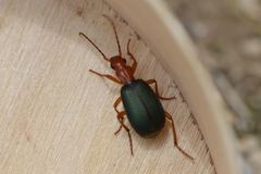 Brachinus crepitans
