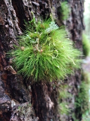 Dicranoloma menziesii