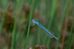 Coenagrion scitulum